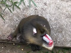 -西安秦岭野生动物园