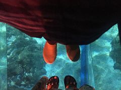 -暹罗海洋世界
