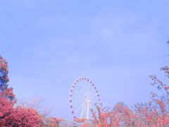 -顾村公园