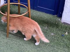 -Sirena海妖日咖夜酒