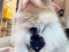 -和它·交个朋友·狗咖猫咖(爱琴海店)