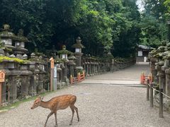 -奈良公园