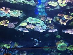 -暹罗海洋世界