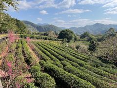 -雁南飞茶田景区
