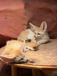 -Zoolung Zoolung动物主题公园(海信广场店)