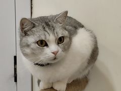 -共舞时光猫咖·狗咖(新街口店)