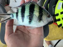 -深圳海钓·深圳钓鱼·拓展聚会鱼排