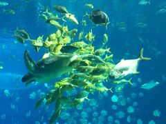 -广东省拱北口岸中国旅行社(华宾营业部)