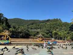 -西双版纳原始森林公园