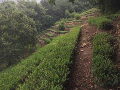 -西山樟坞健康果园枇杷杨梅采摘