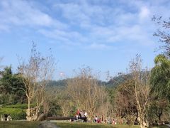 -深圳仙湖植物园