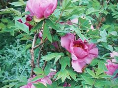 -北京西山国家森林公园