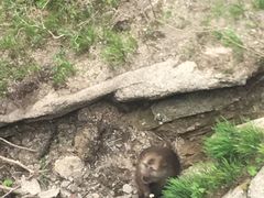 -黄山玉屏楼宾馆餐厅