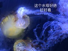 -珠海长隆海洋王国