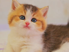 -翊宠yipet猫狗购宠庄园