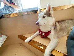 -Husky Go! 哈士奇体验馆·宠物咖啡厅狗咖