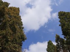 -东平国家森林公园