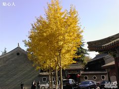 紫玉的秋天外景-紫玉御骊酒店