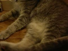 android_upload_pic-猫色咖啡·猫咖