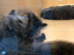 -momokira米努特·德文卷毛猫·棉花面纱犬