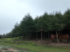 -红崖峡谷景区