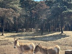 -沈阳森林动物园