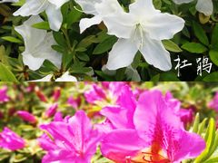 -巡塘古镇
