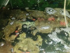 -蓝珊甄选海鲜自助·火锅大排档(近阿那亚店)