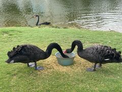 -厦门国家会计学院