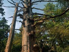 -天目山大树王景区