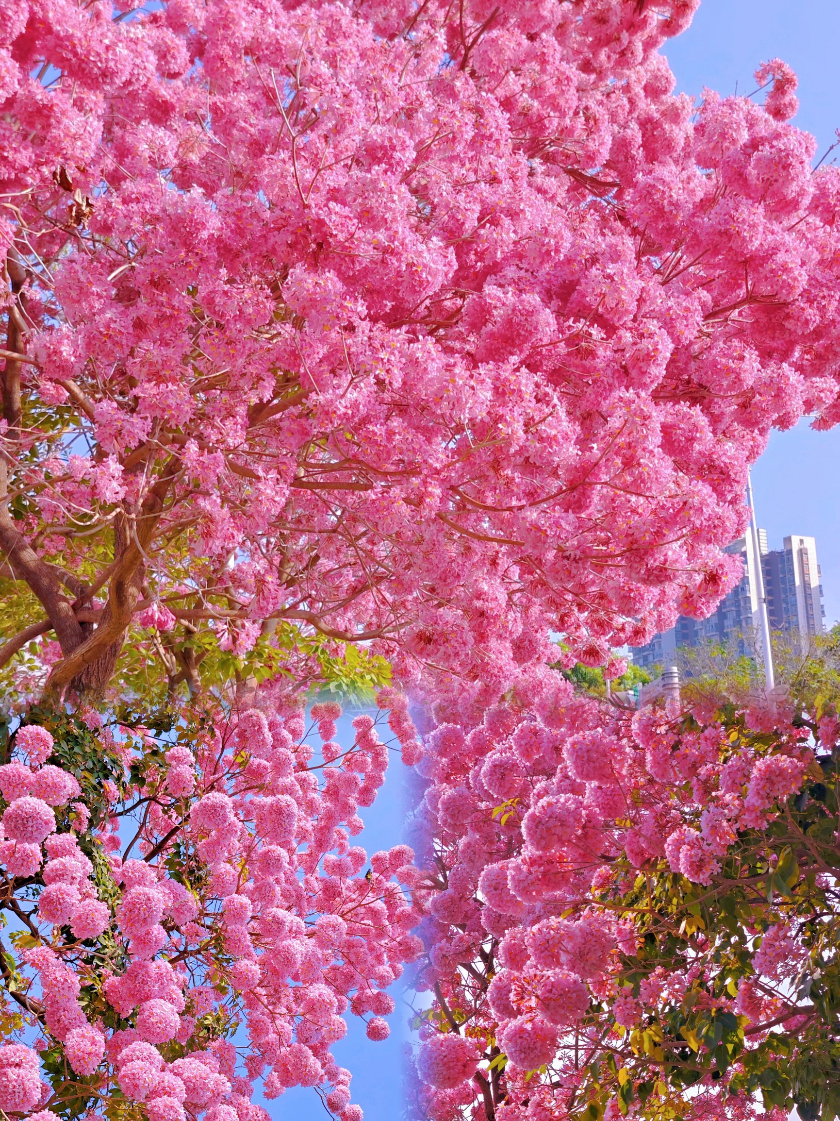 风铃木花海图片