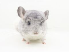 -龙猫仔乐园(惠福东路店)