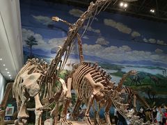 -自贡恐龙博物馆