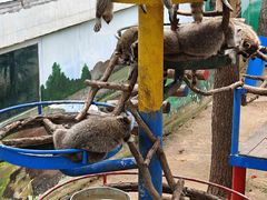 -西霞口神雕山野生动物世界