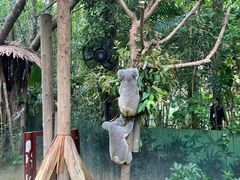 -广州长隆野生动物世界