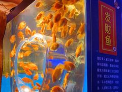 -芜湖新华联大白鲸海洋公园