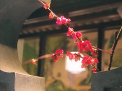 -韵秋荷(宝山龙湖天街店)