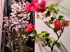 -朝来春花卉市场