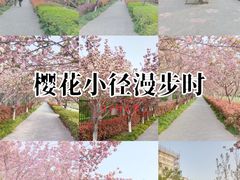 -高东镇樱花园
