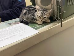 -佳怡动物医院·平价24小时·猫专科骨外科