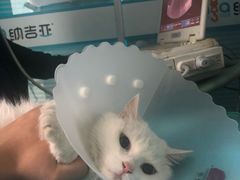 -纳吉亚猫专科动物诊疗中心(蒋宅口分院)