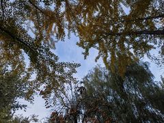 -三里屯东五街银杏大道