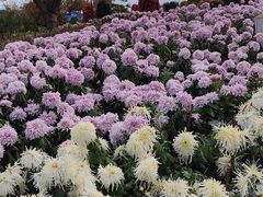 -荷兰花海