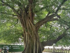 -江心屿景区