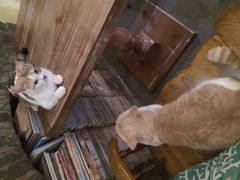 -猫色咖啡·猫咖