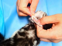 -纳吉亚猫专科动物诊疗中心(蒋宅口分院)