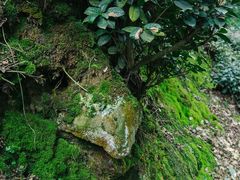 -十八棵（老龙井）御茶园(老龙井店)