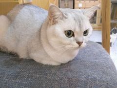 -滚猫咖啡·猫咖·猫友好撸猫(未来城店)