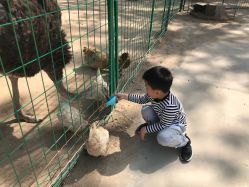 -上美四季动物农场