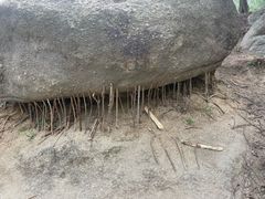 -白水寺森林公园